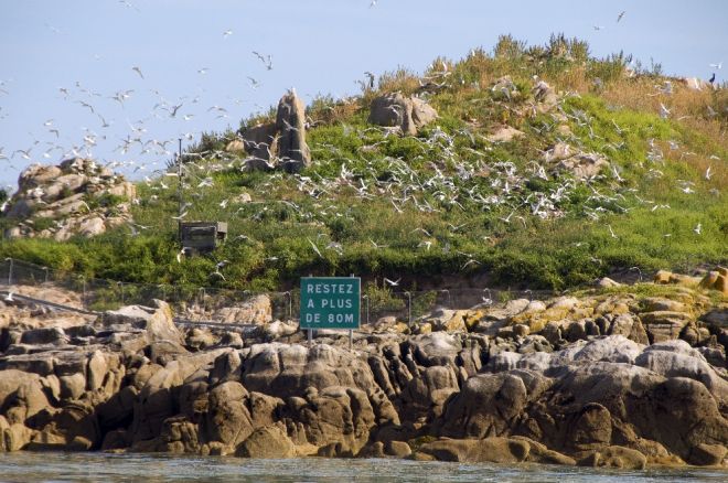 La colonie de sternes de l'île aux Dames en juin 2009, après l'installation de la clôture étanche au vison d'Amérique. Photo d'Hervé Ronné