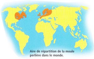 Répartition de la moule perlière dans le monde (Noël Gouilloux, Catiche production)